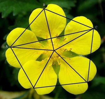 Flor de base pentagonal
